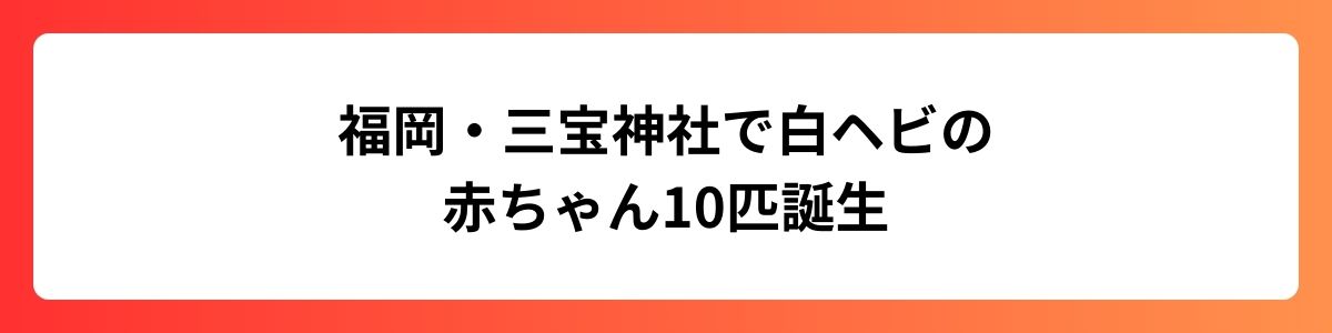 福岡・三宝神社で白ヘビの赤ちゃん10匹誕生