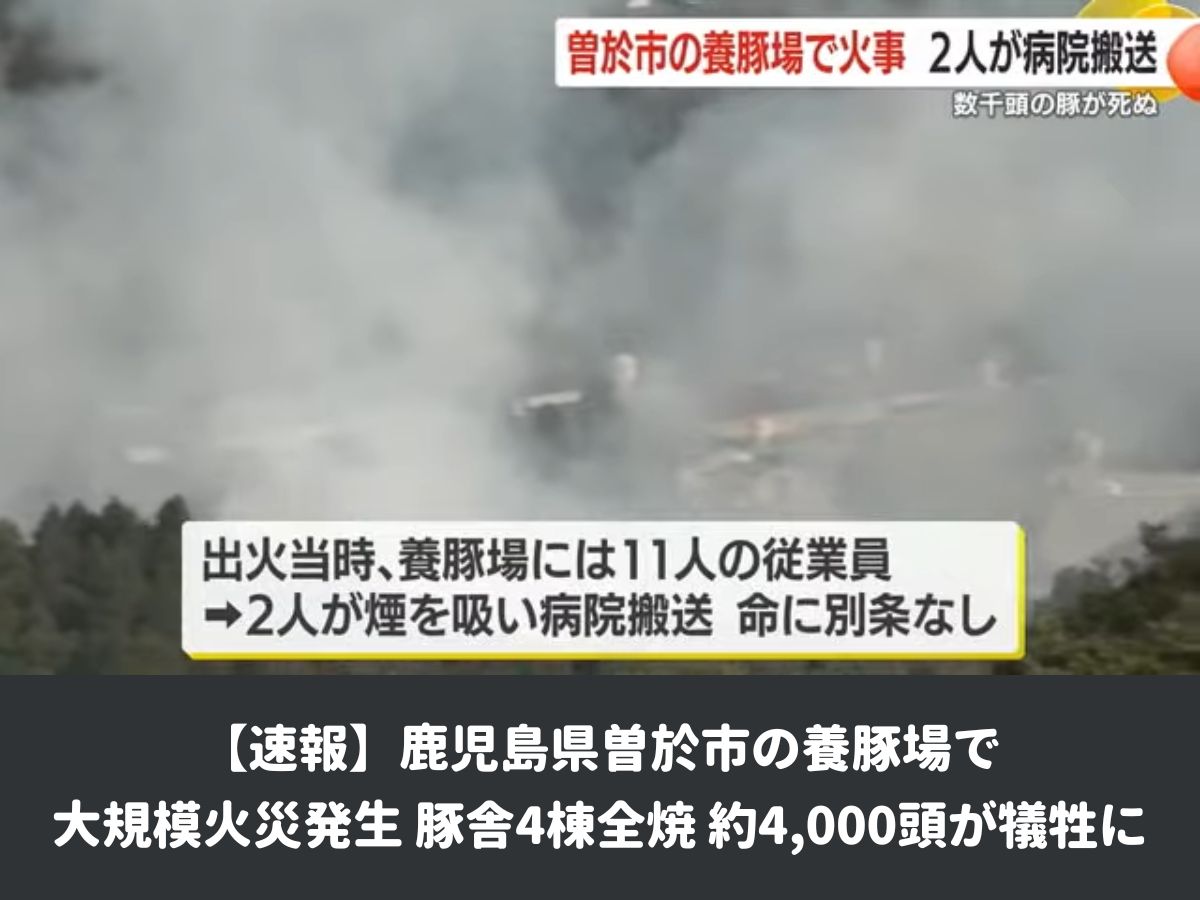 【速報】鹿児島県曽於市の養豚場で大規模火災発生 - 豚舎4棟全焼、約4,000頭が犠牲に