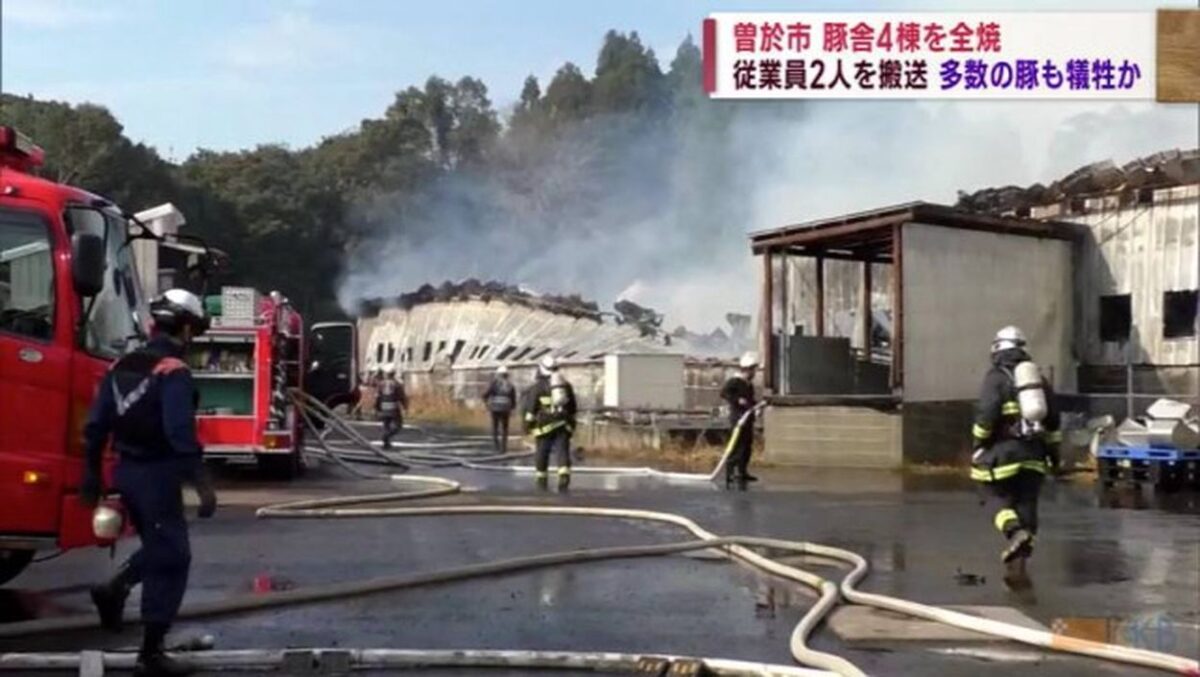 【速報】鹿児島県曽於市の養豚場で大規模火災発生 - 豚舎4棟全焼、約4,000頭が犠牲に